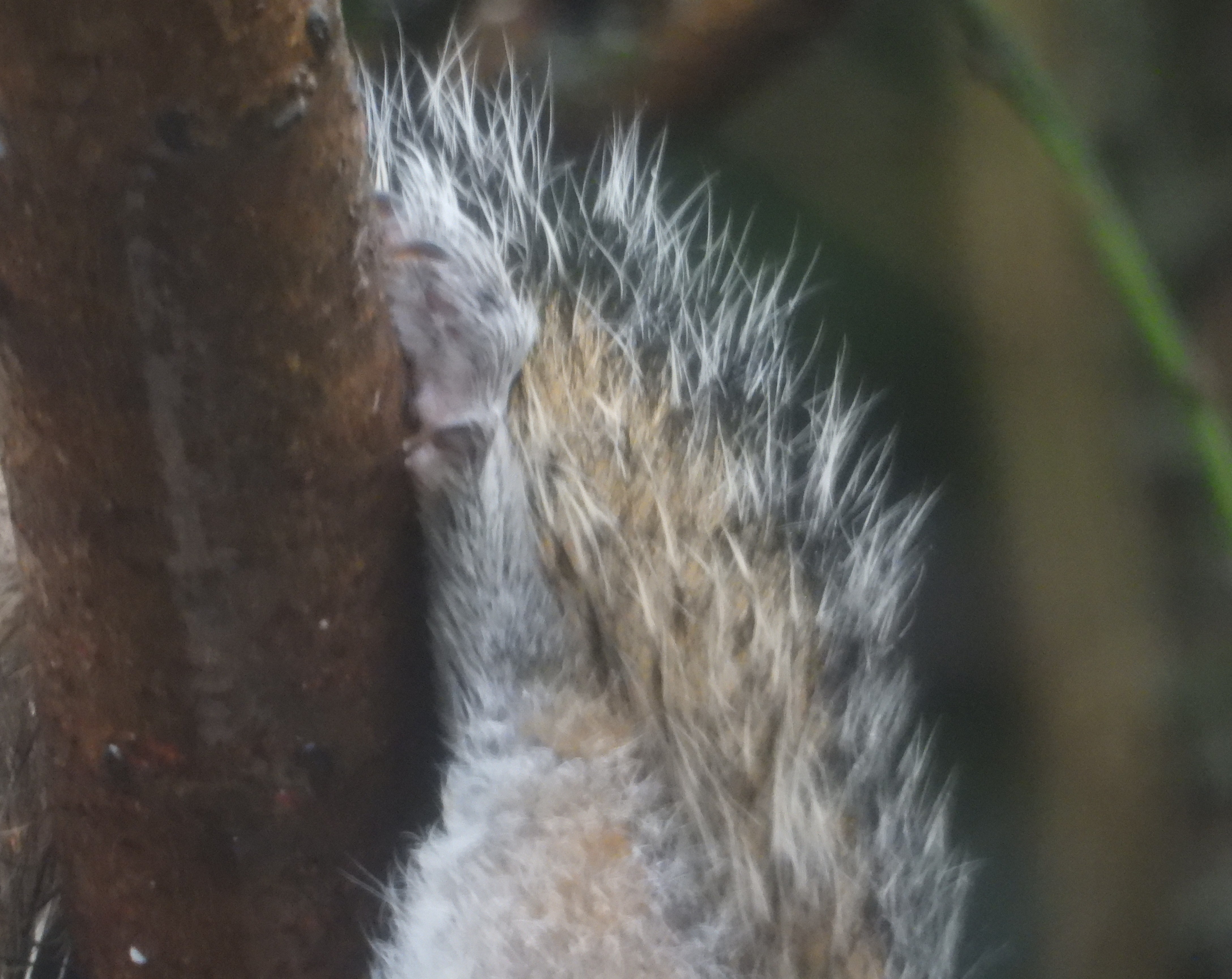 Birds and a squirrel, more from ‘Pretty girl in crimson rose (8)’, travels in Sweden and Turkey and an alarming plane stopover in Russia, wildlife art, the monster across the pond