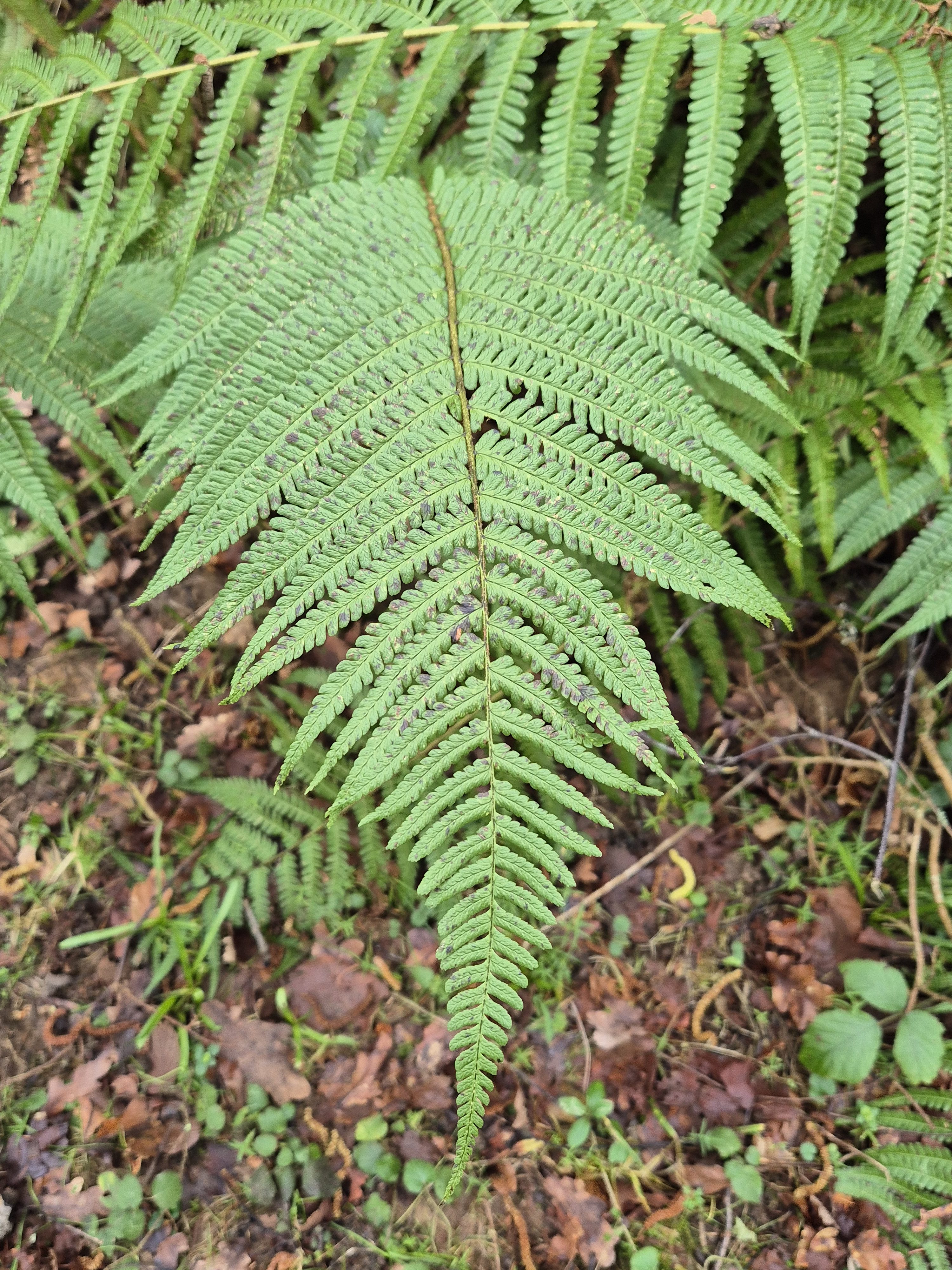 Badger sett survey February 2026