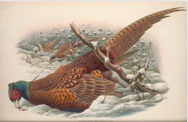 Pheasant shooting – the insanity