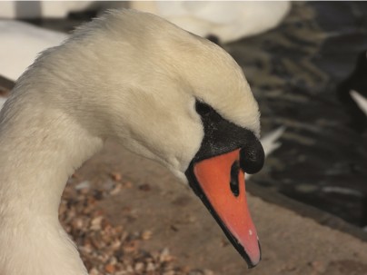 HS2, Starmer, bird flu