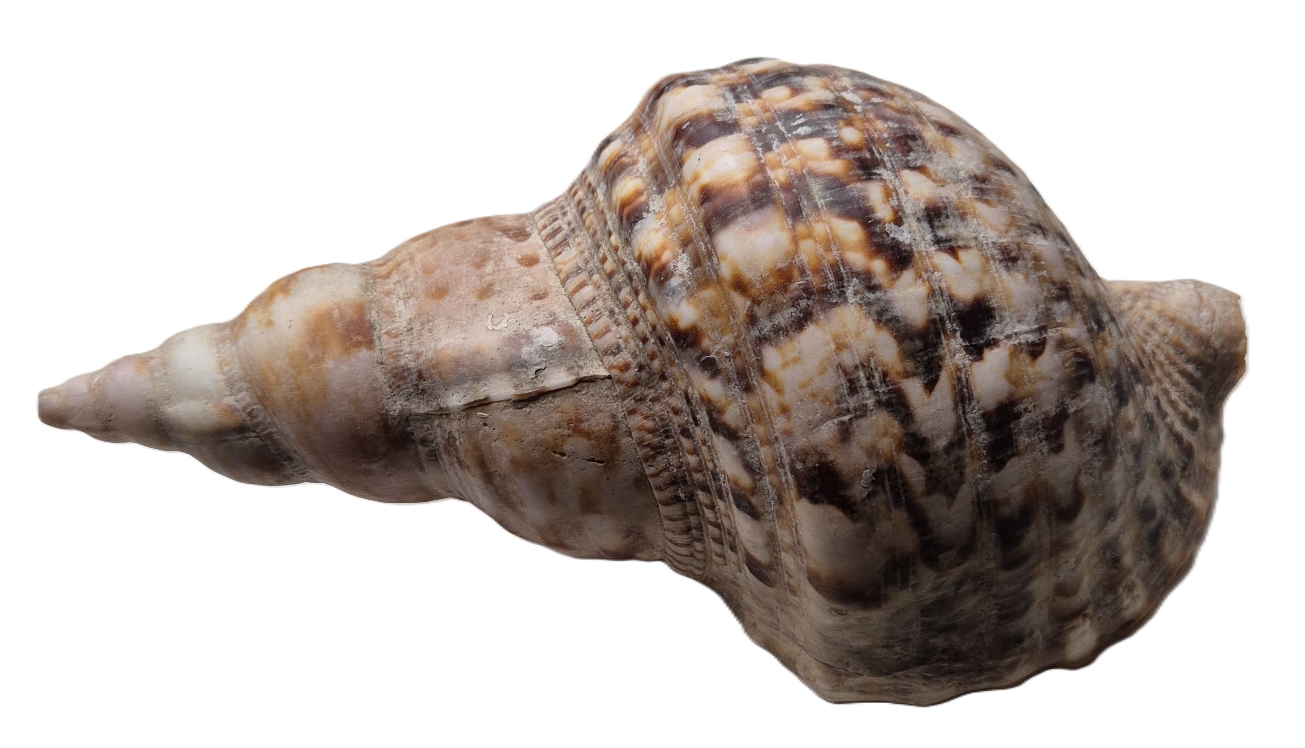 Seashells, Hippos, Cheetahs, the trouble with birdwatching, corrupt politicians and an amazing panorama