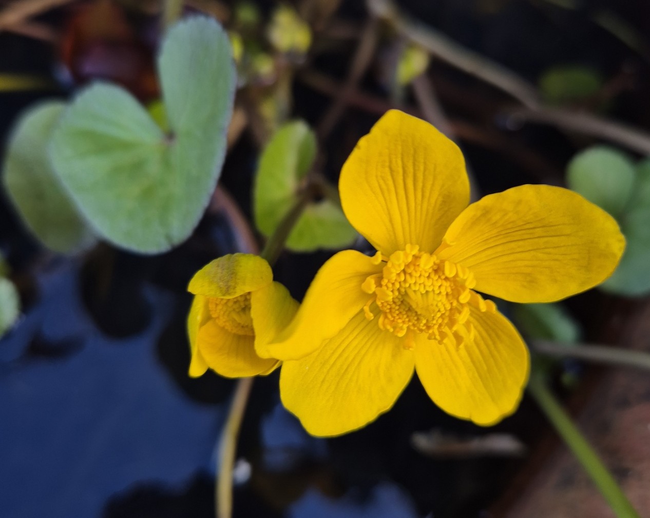 Mink, dogs, wolves and birds