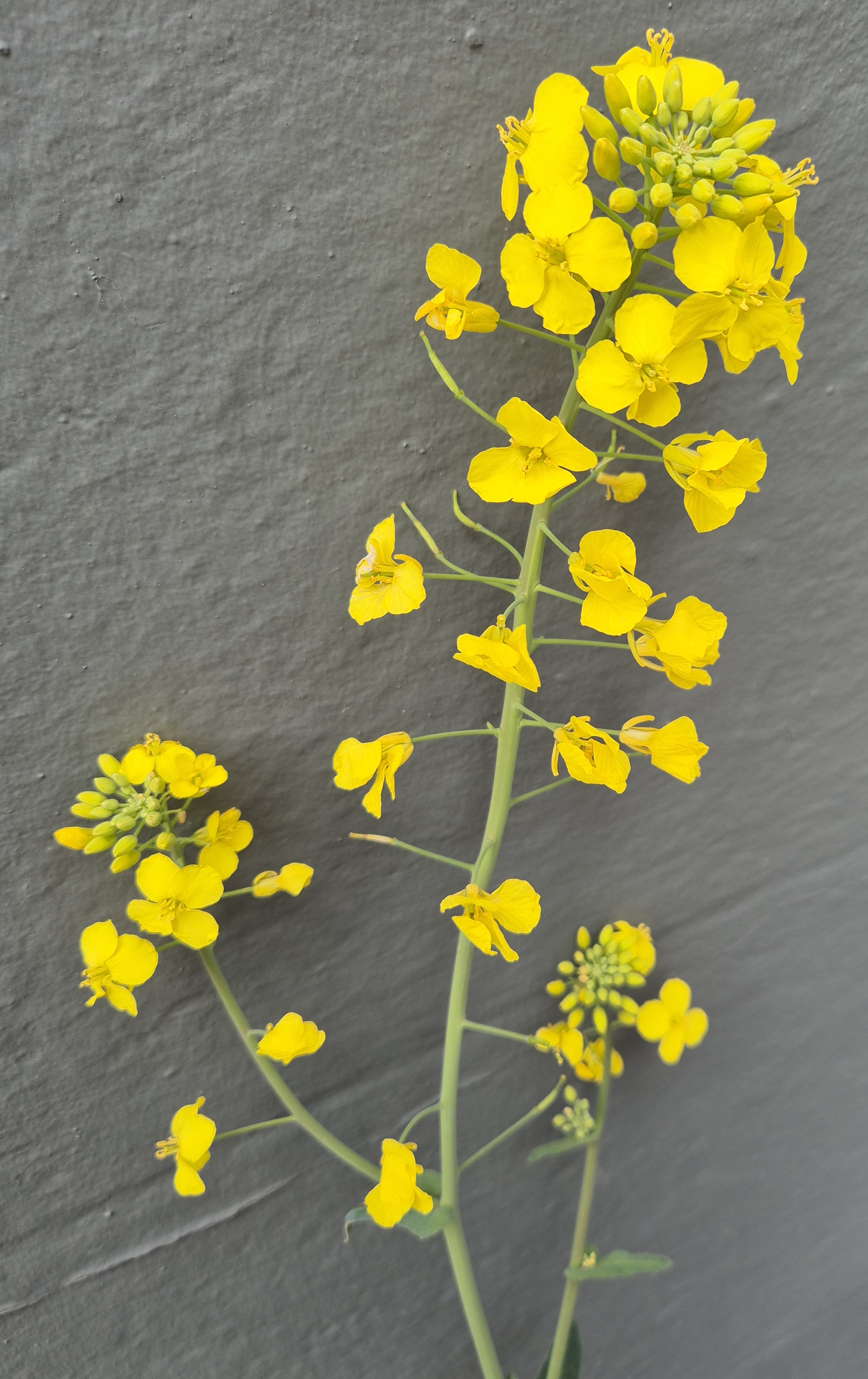 Oilseed Rape, RPSB, Golden Eagles, Sam West birdwatching, Pied Wagtails, Protect the Wild Swifts, Trail Hunting and Glue Traps, Madagascar – Chameleons and Lemurs, Star Trek, Dad’s Army, The Assembly and Starmer