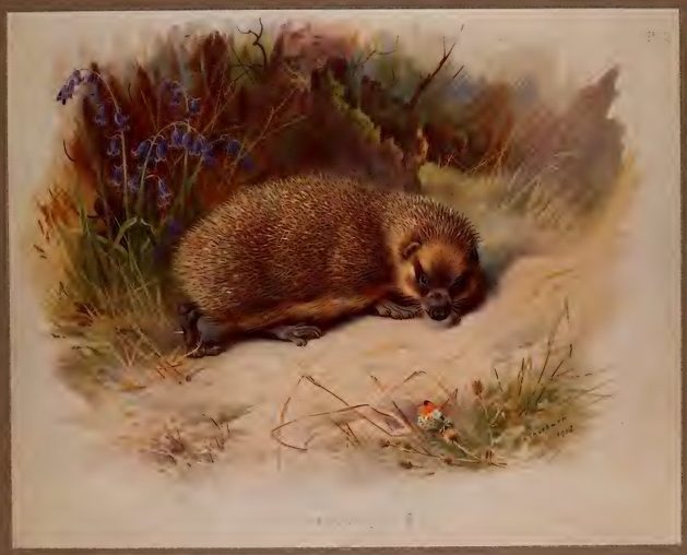 Hedgehogs, Wolves, Dogs, Foxes and Bruce Springsteen