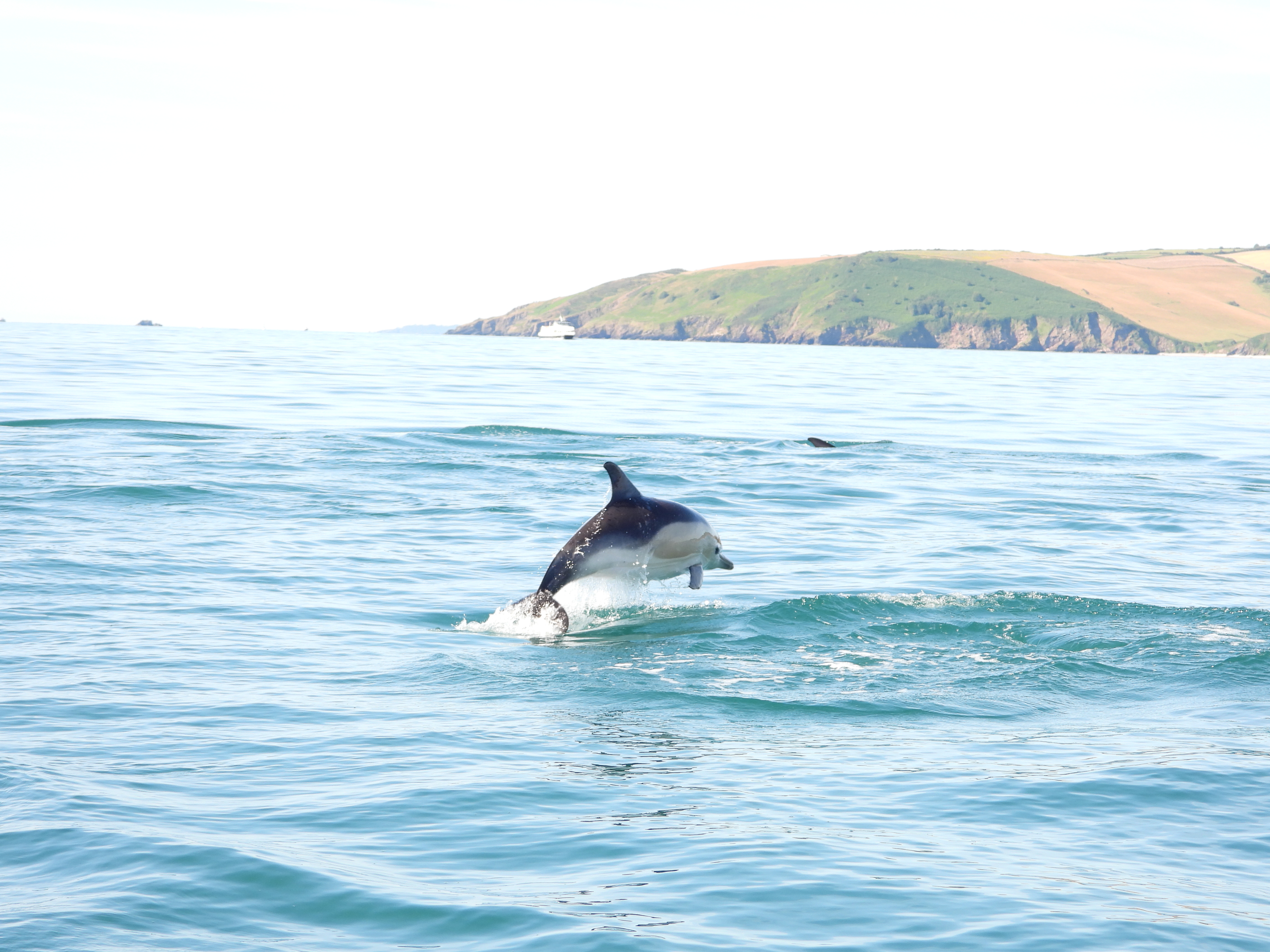 Wildlife in South Devon Day 2, part I